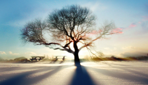 泳坛巨星：速度之王，刷新纪录，再铸辉煌